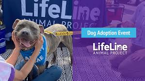 1762052208851 yugex4q7 trivia dog adoption event 1