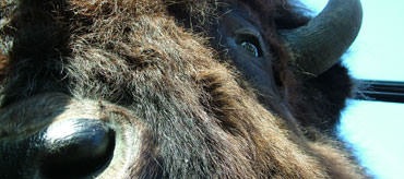 buffalo