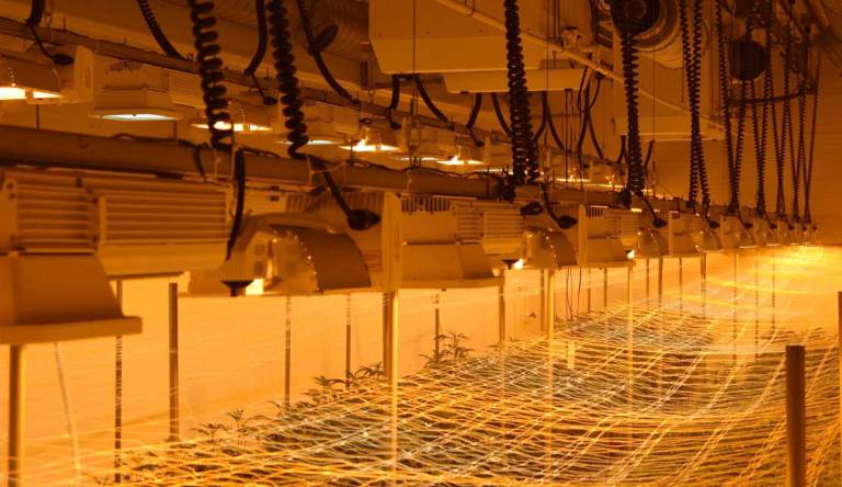 cannabis grow light lift image 768x444