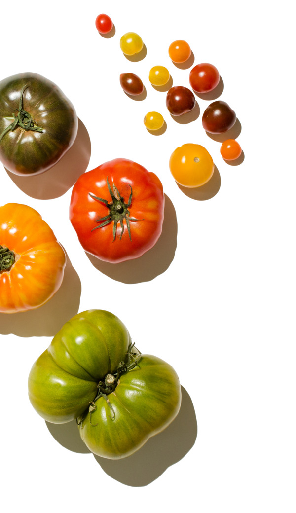 img login tomato t@2x
